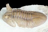 Large, Stalk-Eyed Asaphus Punctatus Trilobite - #46012-1